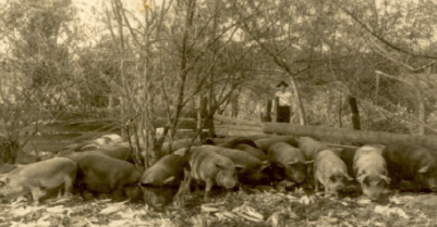 Criação de porcos. Propriedade de Albino Toretta - 1951