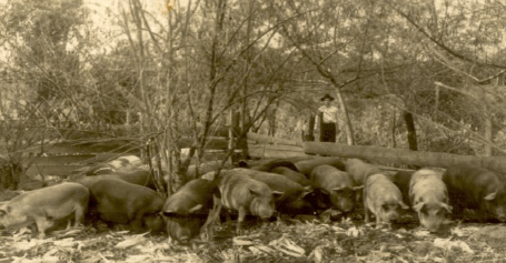 Criação de porcos. Propriedade de Albino Toretta - 1951